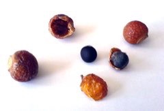 Sapindus mukorossi Chinese Soapberry, Soap Berry, Chinese Soapberry, Soapnut Tree
